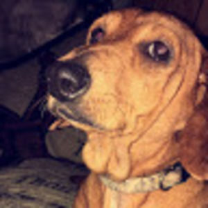 Meet your Posher, Sierra